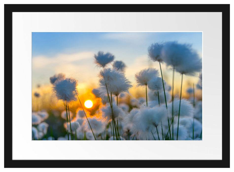 Pixxprint Baumwollblüten im Sonnenuntergang, im Galerie-Passepartout Bilderrahmen Limitierter Zeitrabatt