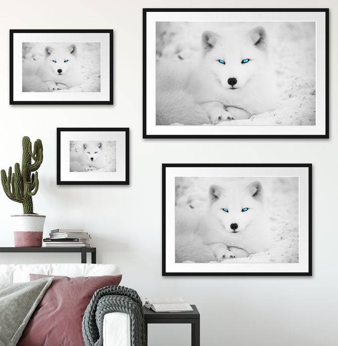 Pixxprint Polarfuchs mit strahlenden Augen, im Galerie-Passepartout Bilderrahmen Fabrikpreis