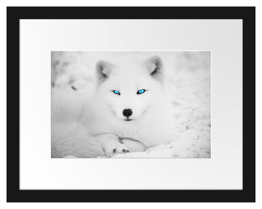 Pixxprint Polarfuchs mit strahlenden Augen, im Galerie-Passepartout Bilderrahmen Fabrikpreis