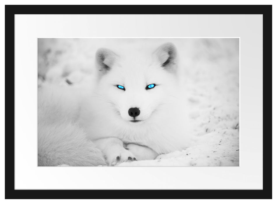 Pixxprint Polarfuchs mit strahlenden Augen, im Galerie-Passepartout Bilderrahmen Fabrikpreis