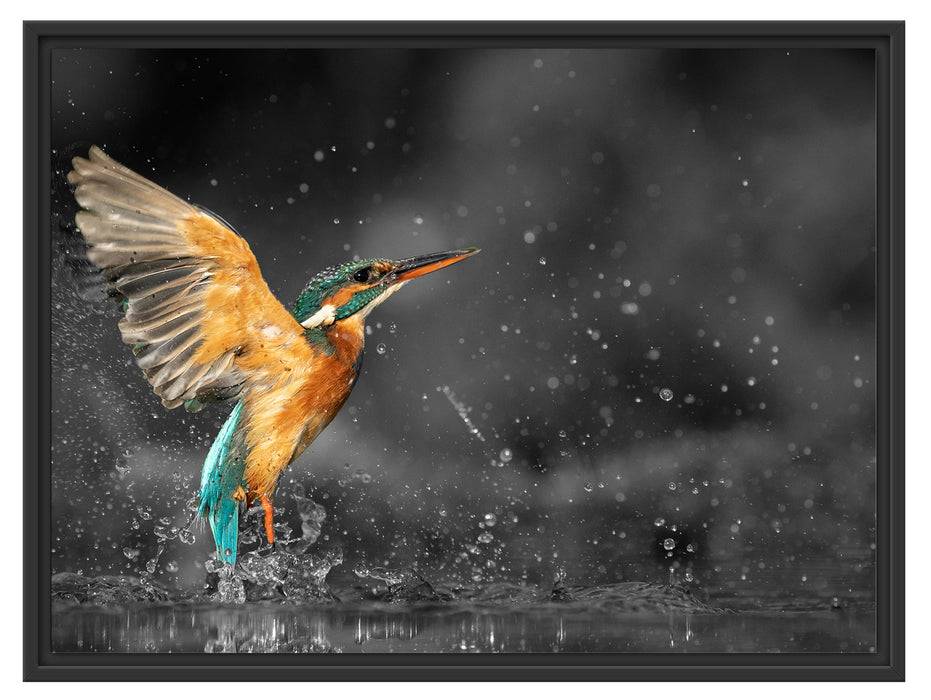 Pixxprint Eisvogel auf der Jagd nach Fischen B&W Detail, im Schwebe-Effekt Bilderrahmen Valentinstagsangebot