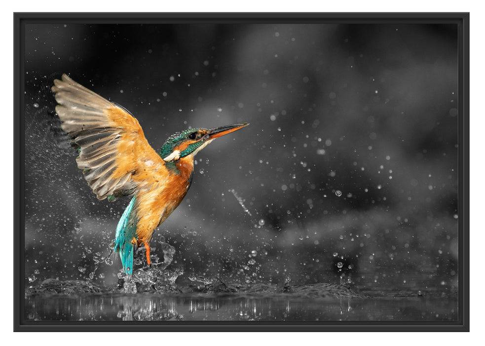Pixxprint Eisvogel auf der Jagd nach Fischen B&W Detail, im Schwebe-Effekt Bilderrahmen Valentinstagsangebot