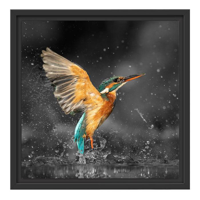 Pixxprint Eisvogel auf der Jagd nach Fischen B&W Detail, im Schwebe-Effekt Bilderrahmen Valentinstagsangebot