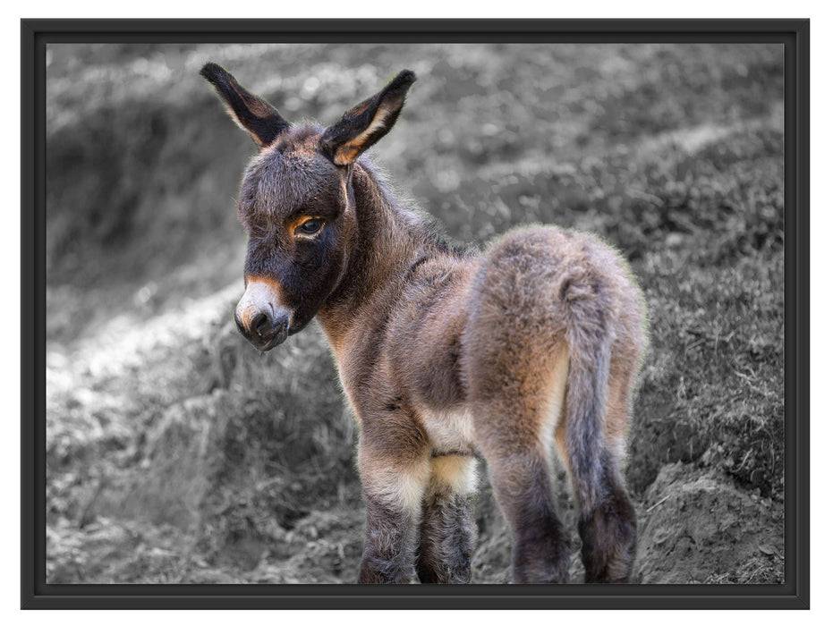 Pixxprint Niedliches Eselkind auf Bergwiese B&W Detail, im Schwebe-Effekt Bilderrahmen Zeitlich begrenztes Angebot
