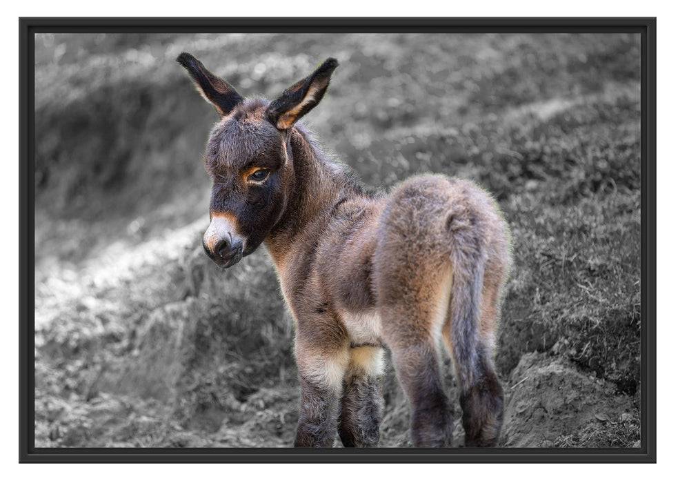 Pixxprint Niedliches Eselkind auf Bergwiese B&W Detail, im Schwebe-Effekt Bilderrahmen Zeitlich begrenztes Angebot