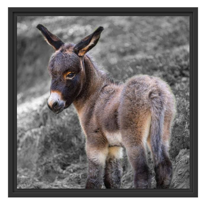 Pixxprint Niedliches Eselkind auf Bergwiese B&W Detail, im Schwebe-Effekt Bilderrahmen Zeitlich begrenztes Angebot