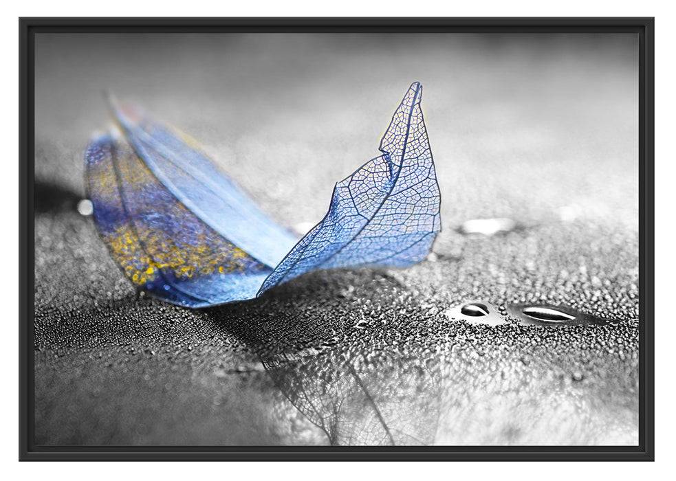 Pixxprint Nahaufnahme blaues Blattgerüst im Regen B&W Detail, im Schwebe-Effekt Bilderrahmen Exklusive Angebote
