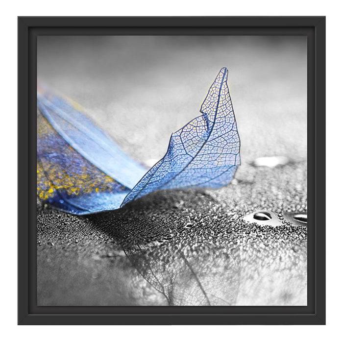 Pixxprint Nahaufnahme blaues Blattgerüst im Regen B&W Detail, im Schwebe-Effekt Bilderrahmen Exklusive Angebote