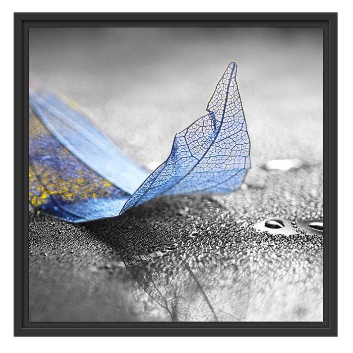 Pixxprint Nahaufnahme blaues Blattgerüst im Regen B&W Detail, im Schwebe-Effekt Bilderrahmen Exklusive Angebote
