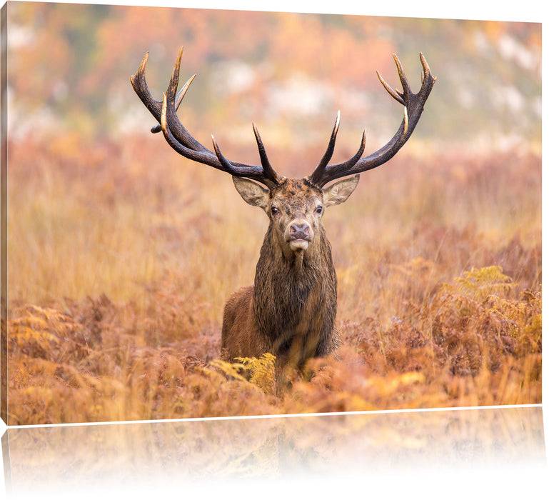 Pixxprint Großer Hirsch im Feld, Leinwandbild