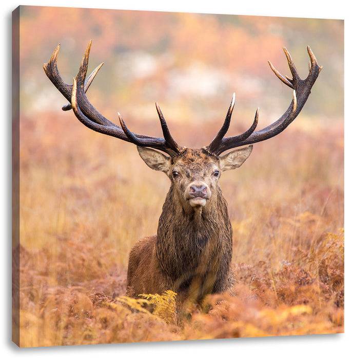 Pixxprint Großer Hirsch im Feld, Leinwandbild Begrenzt auf 3 Tage
