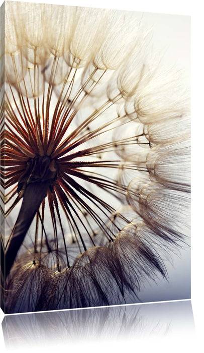 Pixxprint Schöne Pusteblume 1, Leinwandbild