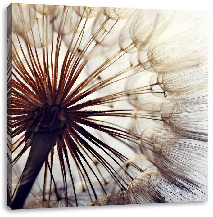 Pixxprint Schöne Pusteblume 1, Leinwandbild 50% Rabatt für begrenzte Zeit