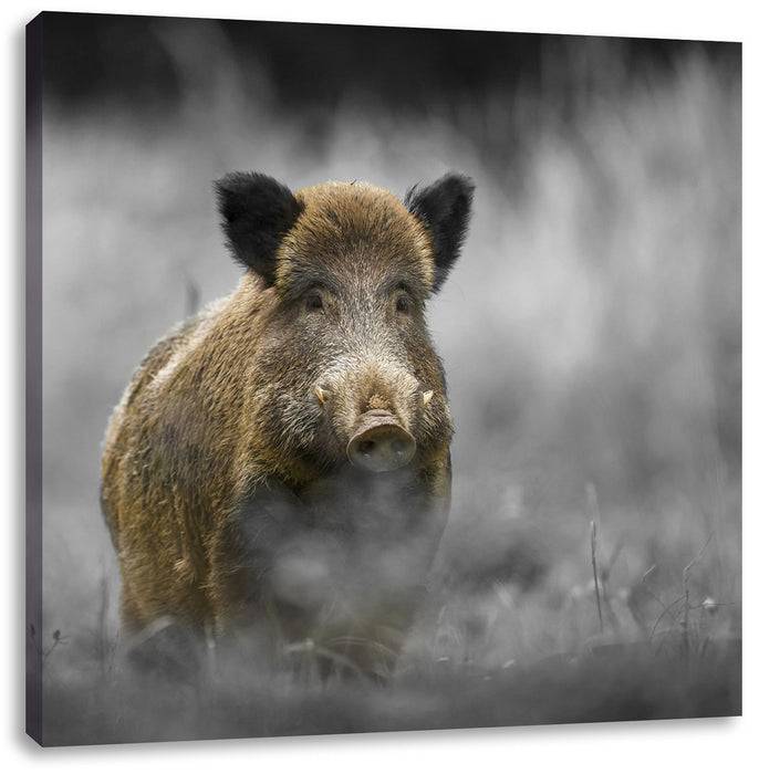 Pixxprint einsames Wildschwein im Wald, Leinwandbild Outlet