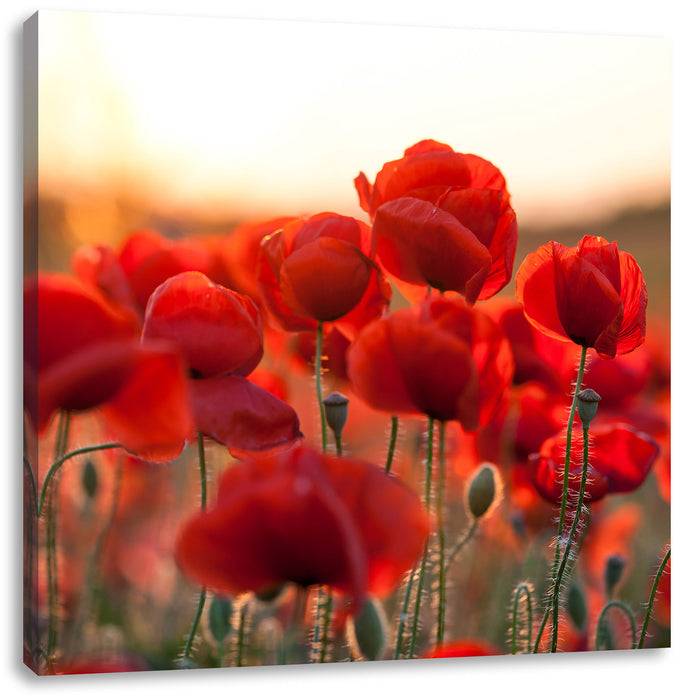 Pixxprint Feuriger Mohn, Leinwandbild Verkauf
