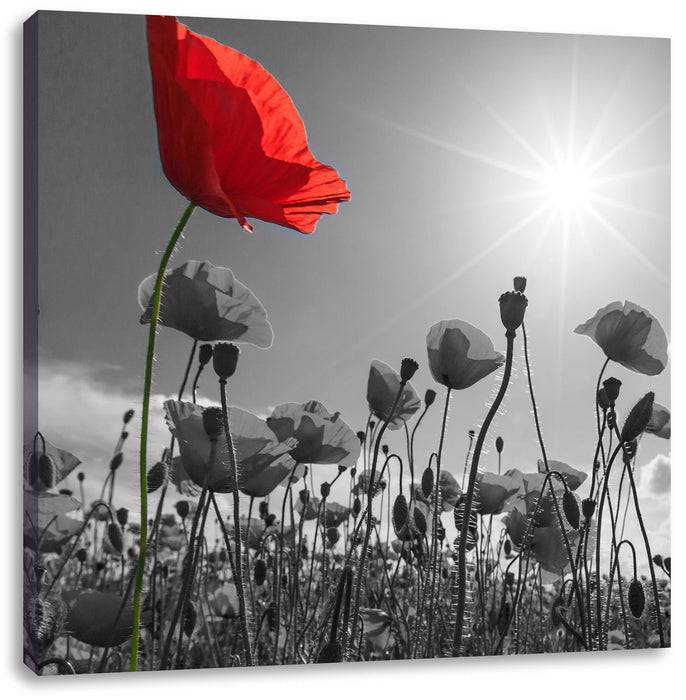 Pixxprint Mohnblumenfeld im Sommer, Leinwandbild Rabatt