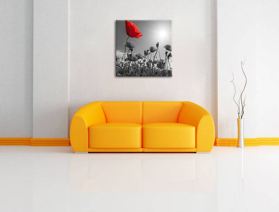 Pixxprint Mohnblumenfeld im Sommer, Leinwandbild Rabatt