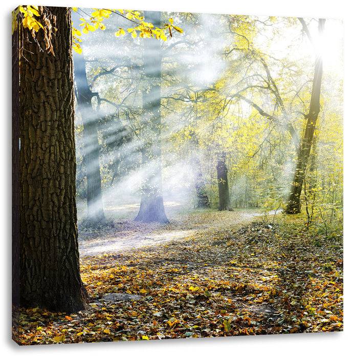Pixxprint Sonnenstrahlen im Wald, Leinwandbild Günstig kaufen