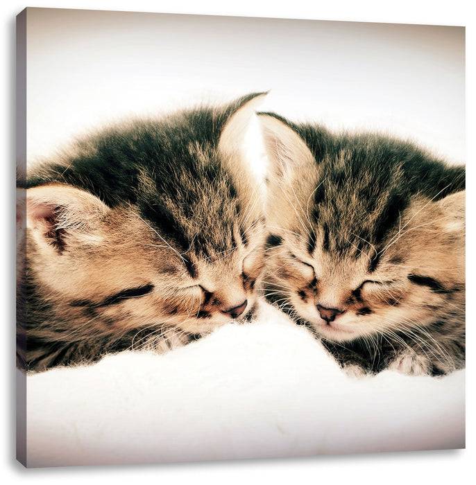 Pixxprint Katzen Herzform, Leinwandbild Preisnachlass