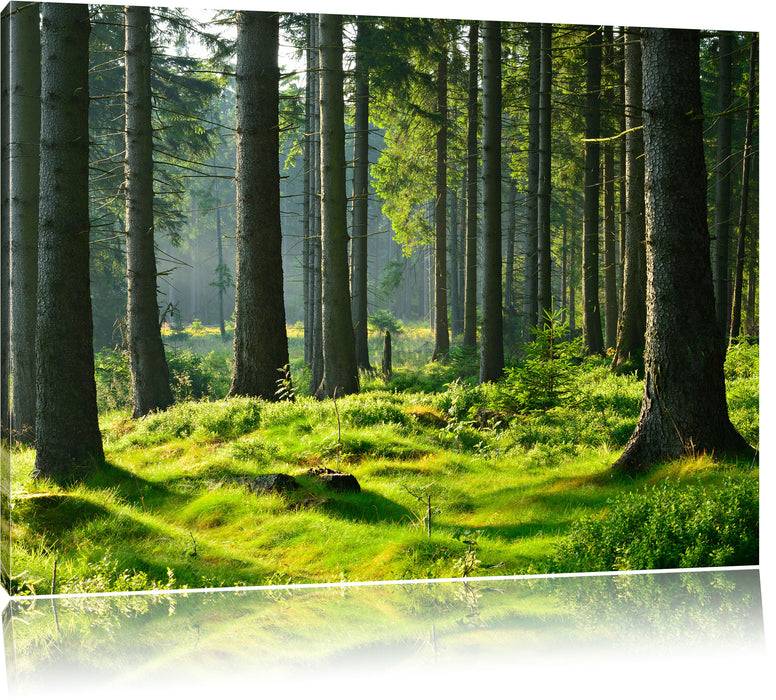 Pixxprint sonniger Tag im Wald, Leinwandbild