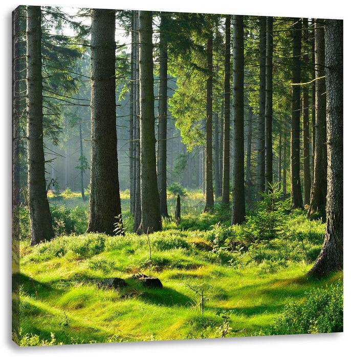Pixxprint sonniger Tag im Wald, Leinwandbild Weihnachtsangebot