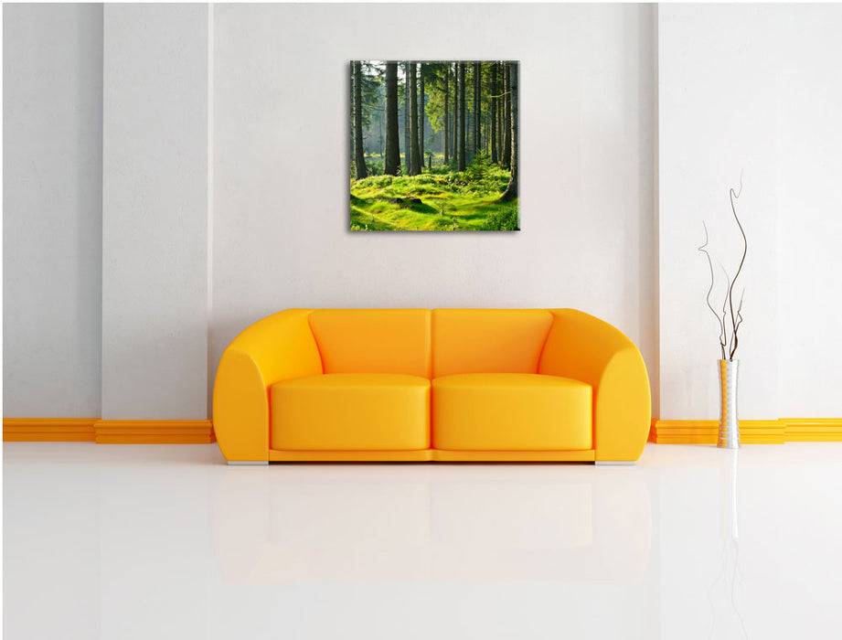 Pixxprint sonniger Tag im Wald, Leinwandbild Weihnachtsangebot