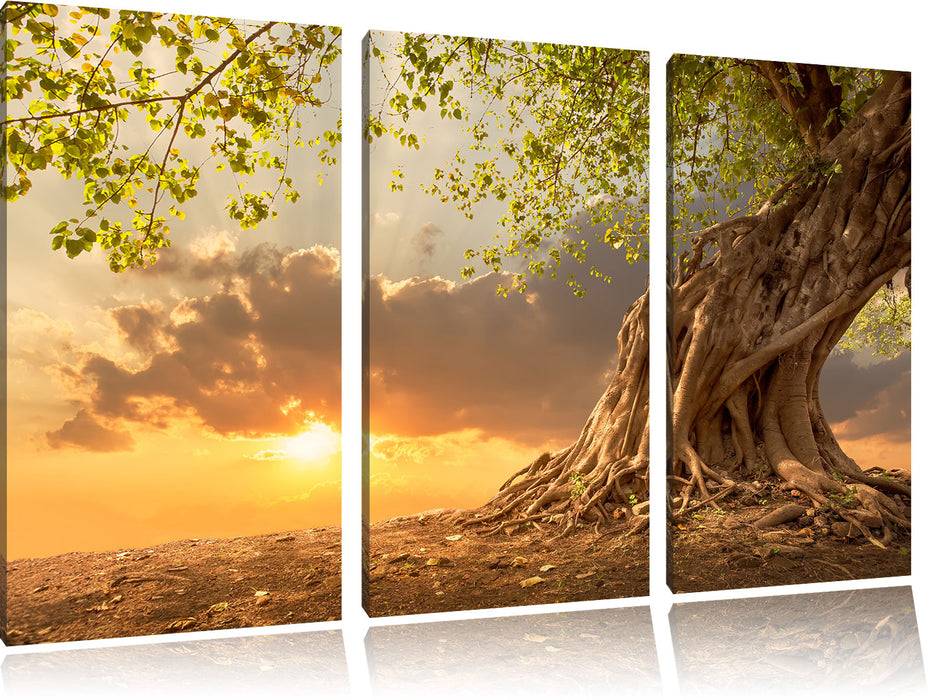 Pixxprint Verwurzelter starker Baum, Leinwandbild Kostenlose Rückgabe