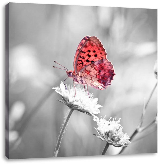 Pixxprint Schmetterling auf Blüte, Leinwandbild Vierteljährliche Förderung