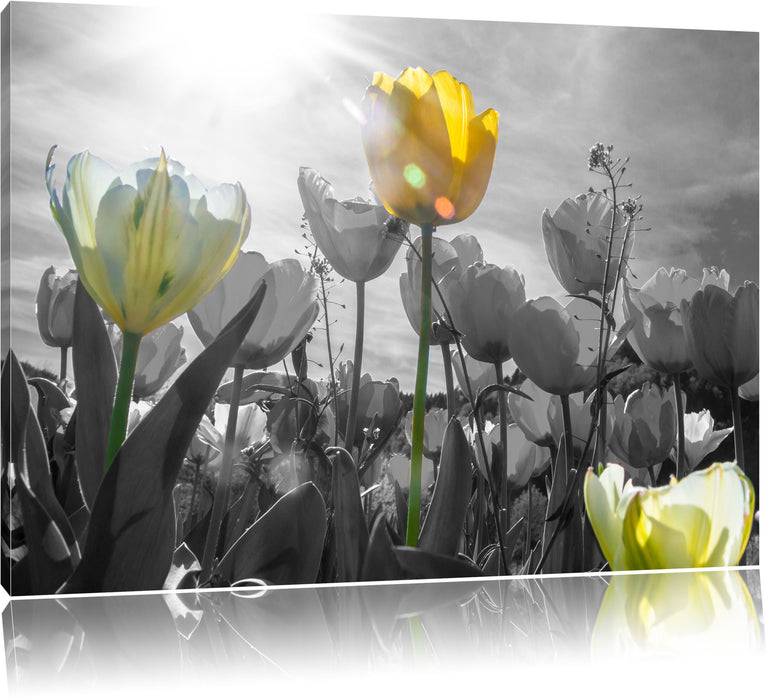 Pixxprint wunderschöne Tulpenwiese, Leinwandbild