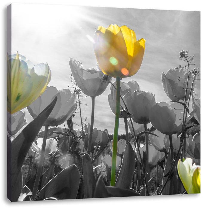 Pixxprint wunderschöne Tulpenwiese, Leinwandbild Bis zu 55% Rabatt