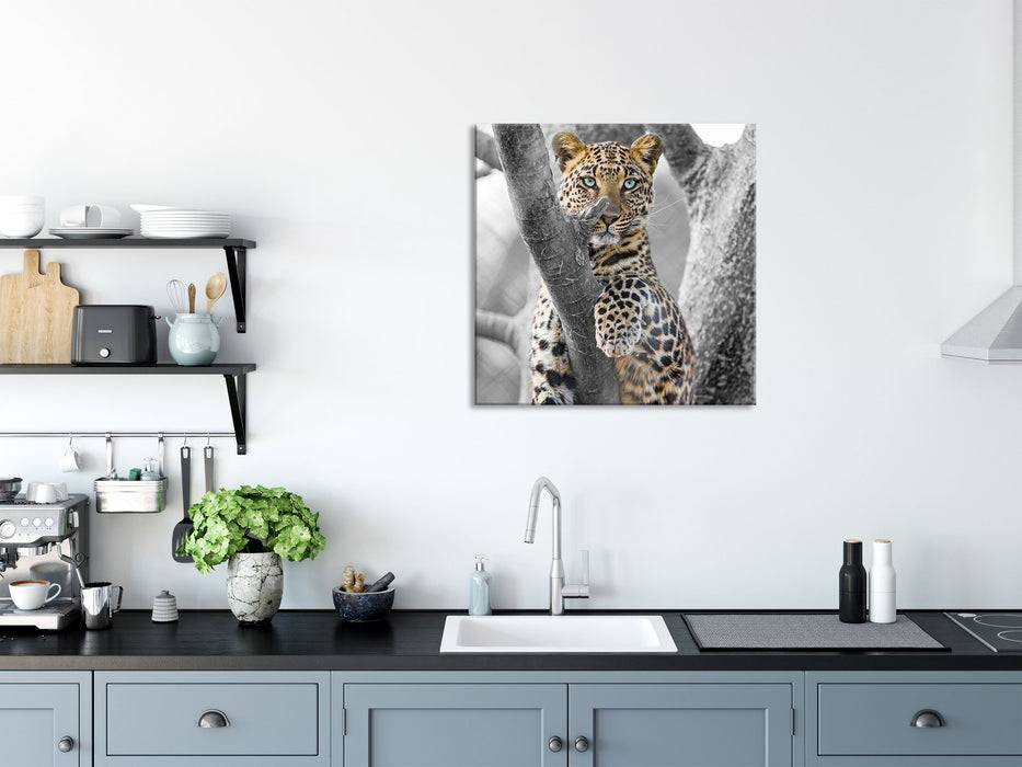 Pixxprint majestätischer Leopard auf Baum, Glasbild Quadratisch Black Friday Preise