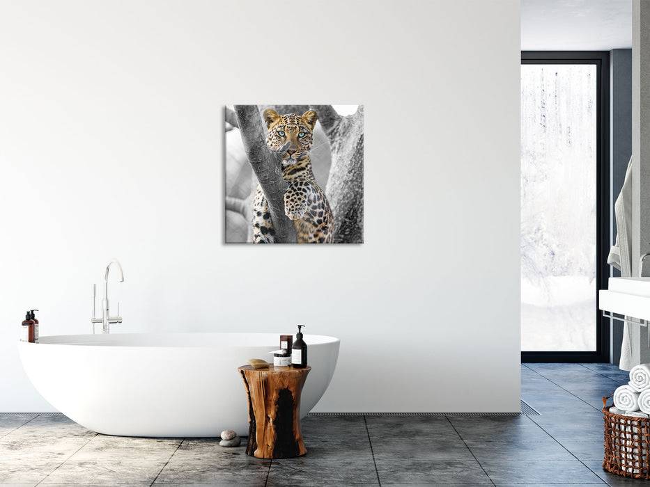 Pixxprint majestätischer Leopard auf Baum, Glasbild Quadratisch Black Friday Preise