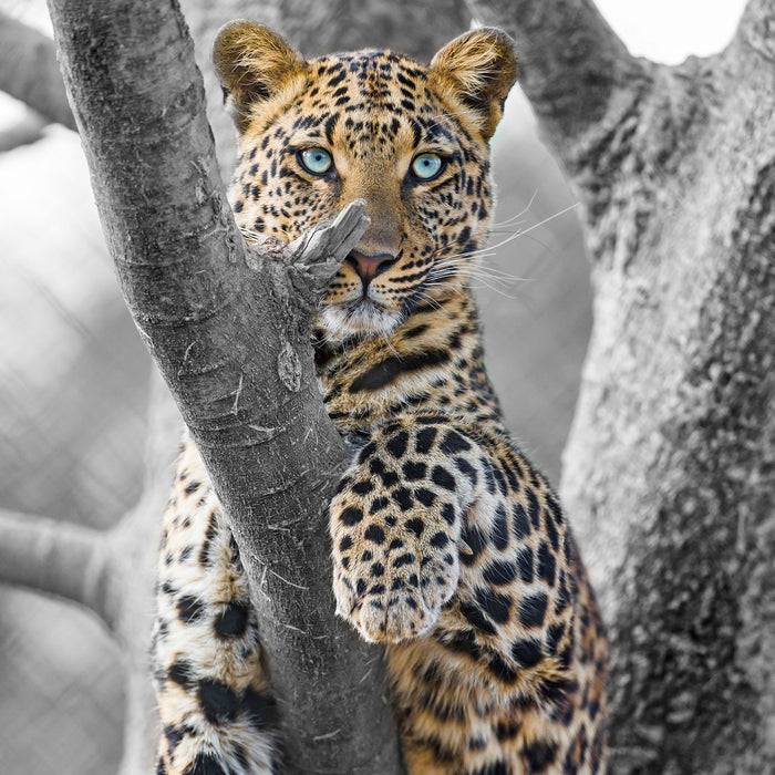 Pixxprint majestätischer Leopard auf Baum, Glasbild Quadratisch Black Friday Preise