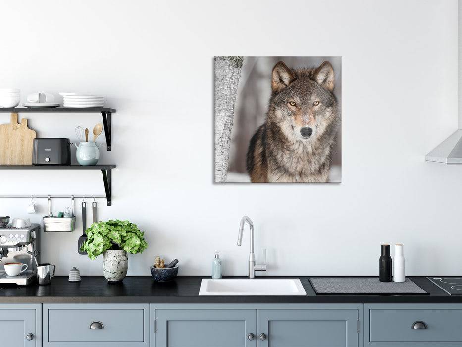 Pixxprint Wachsamer Wolf, Glasbild Quadratisch Im Verkauf