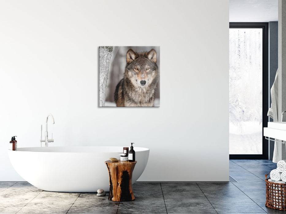 Pixxprint Wachsamer Wolf, Glasbild Quadratisch Im Verkauf