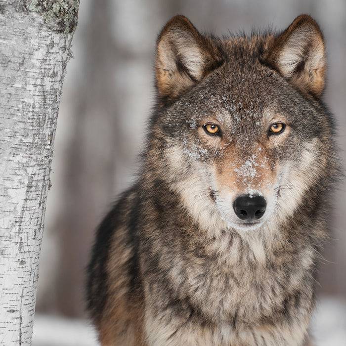 Pixxprint Wachsamer Wolf, Glasbild Quadratisch Im Verkauf