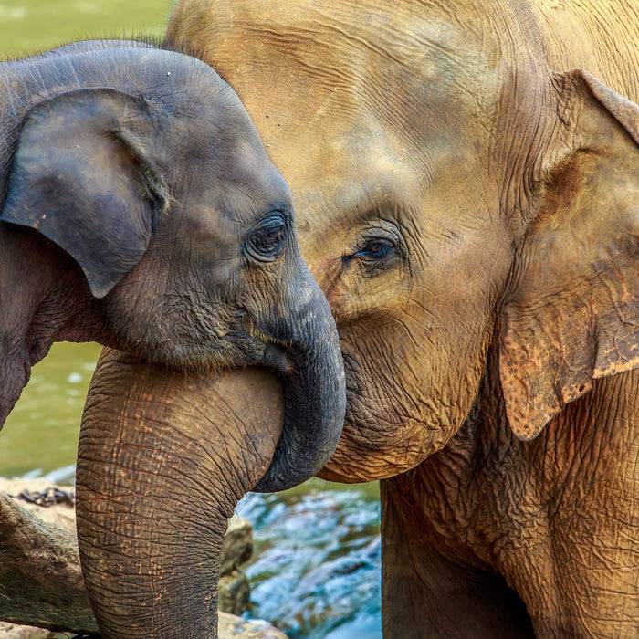 Pixxprint Elefantenmutter mit Kalb, Glasbild Quadratisch Online