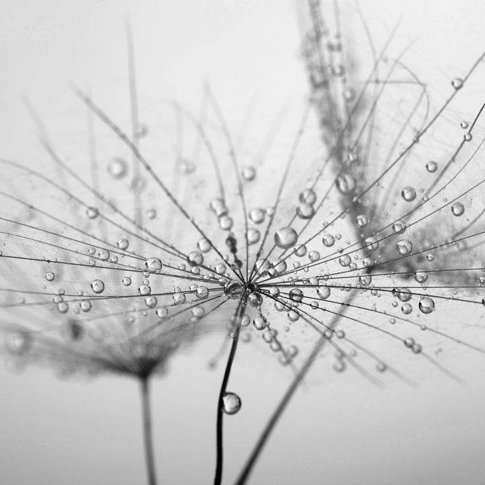 Pixxprint Pusteblume bedeckt mit Tropfen, Glasbild Quadratisch Auslauf