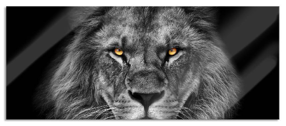 Pixxprint Mächtiger Löwe mit gelben Augen B&W Detail, Glasbild Panorama