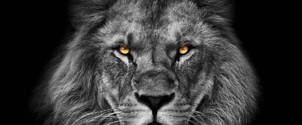 Pixxprint Mächtiger Löwe mit gelben Augen B&W Detail, Glasbild Panorama Schlussverkauf