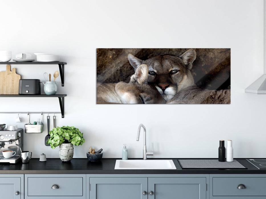 Pixxprint verschlafenes Puma Paar, Glasbild Panorama Fabrikpreis