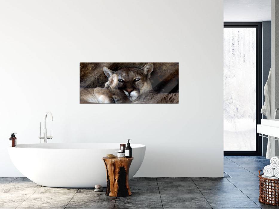Pixxprint verschlafenes Puma Paar, Glasbild Panorama Fabrikpreis