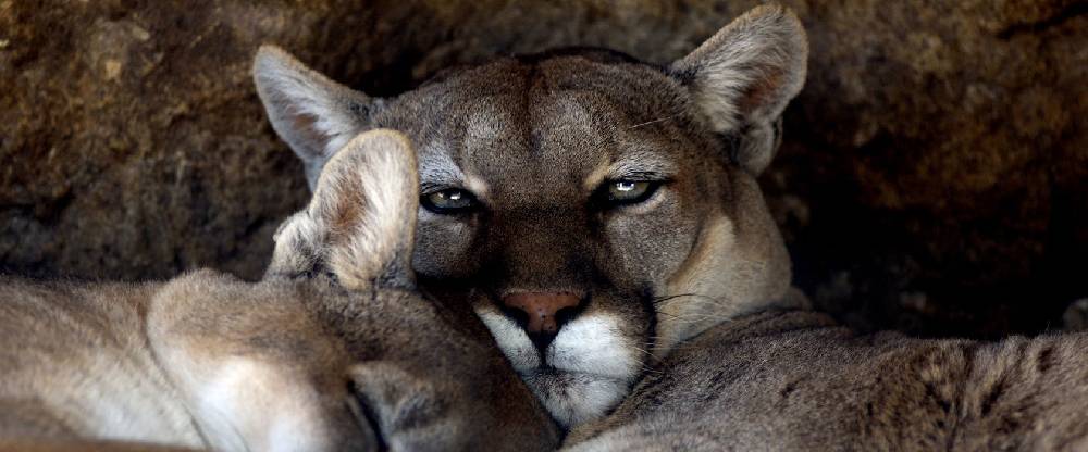 Pixxprint verschlafenes Puma Paar, Glasbild Panorama Fabrikpreis