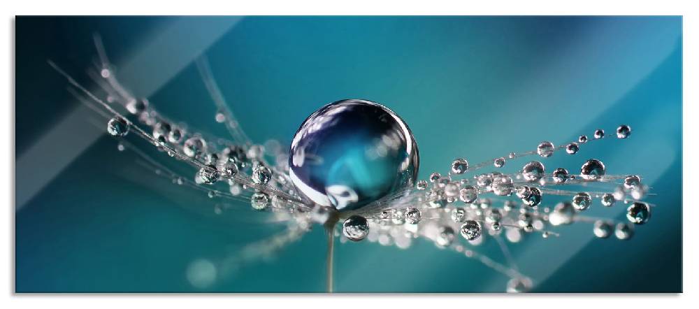 Pixxprint Wassertropfen auf einer Pusteblume, Glasbild Panorama