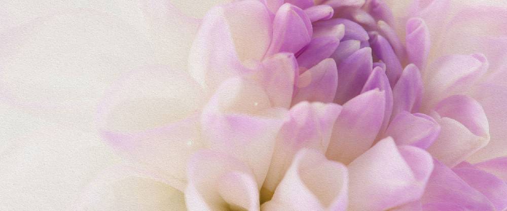 Pixxprint Blüte mit lila Blütenblätter, Glasbild Panorama Versandkostenfrei