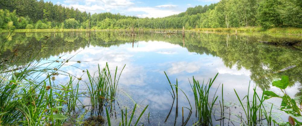 Pixxprint Waldsee Nachmittagstraum, Glasbild Panorama Flash Sale