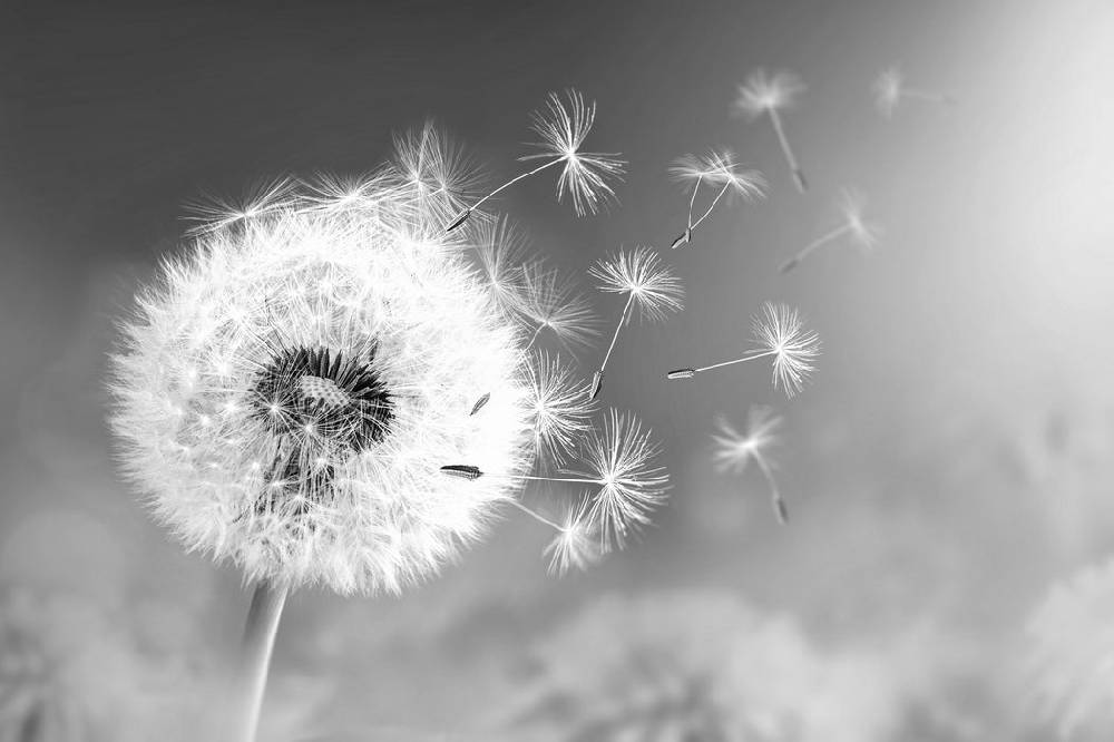 Pixxprint Löwenzahn Samen Kunst B&W, Glasbild Online Shopping