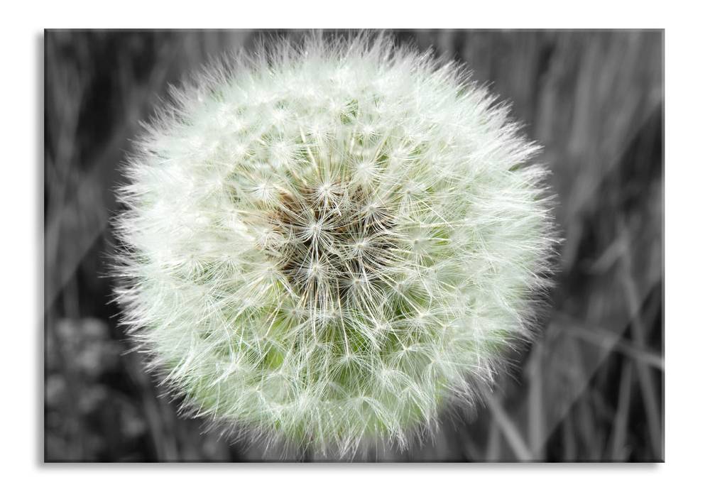 Pixxprint klassische zarte Pusteblume, Glasbild