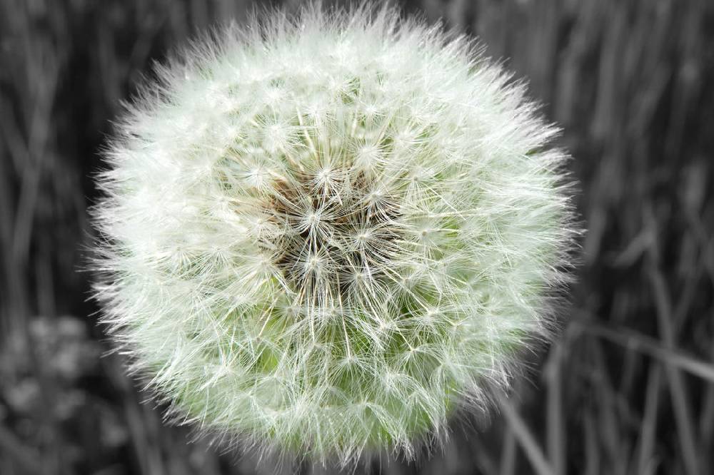 Pixxprint klassische zarte Pusteblume, Glasbild Preisnachlass