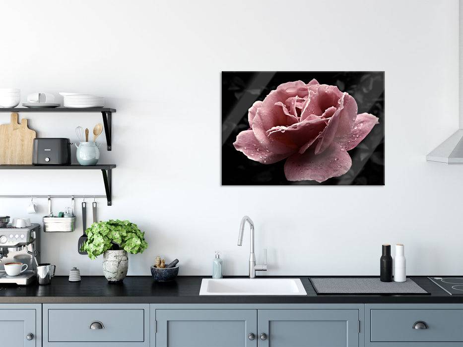 Pixxprint zarte rosafarbene Rosenblüte, Glasbild Saisonschlussverkauf